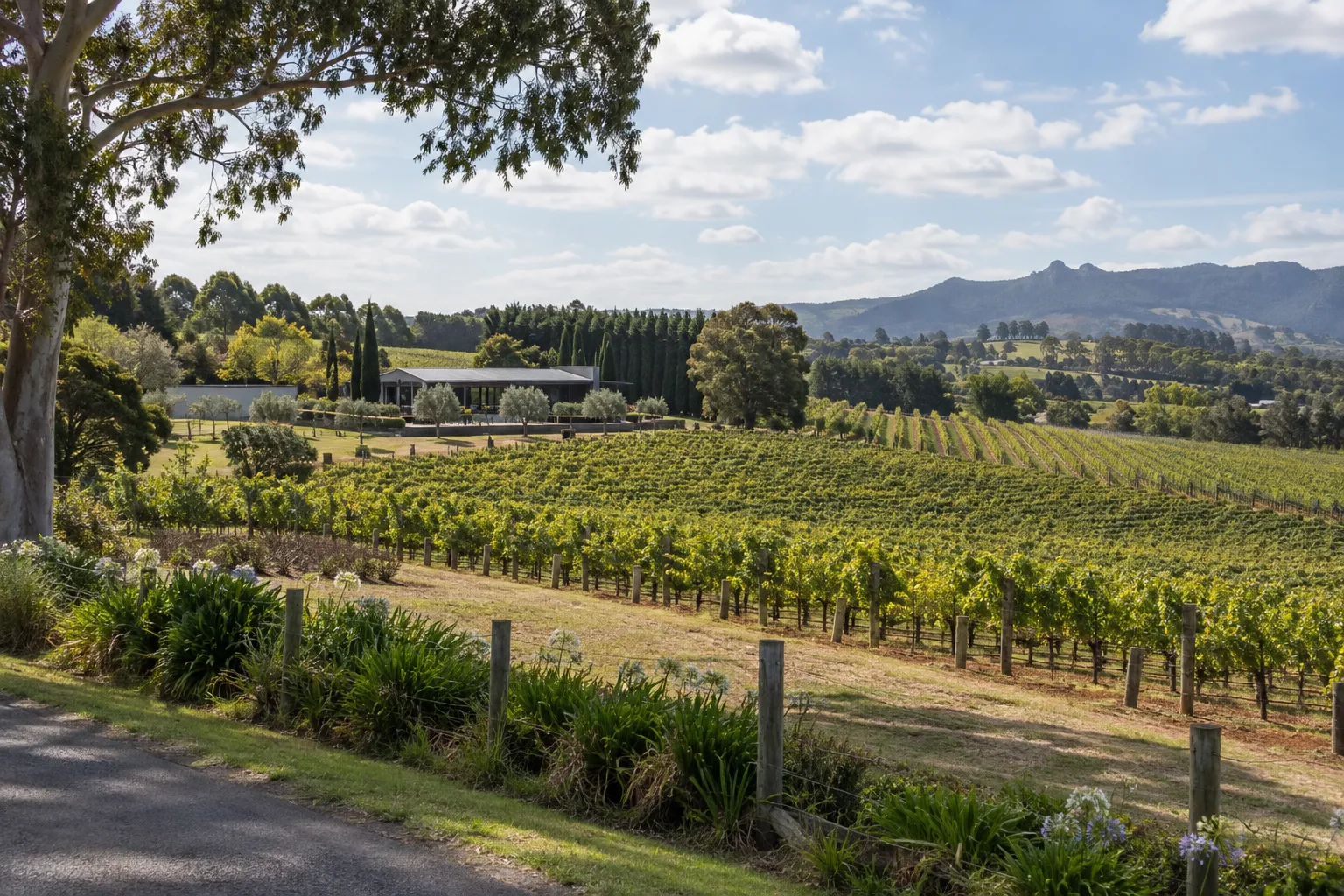 Vineyard rows and a rural road through Kumeū wine country in northwest Auckland